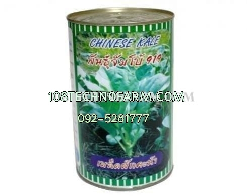 คะน้าจัมโบ้919 ปลาทอง (คะน้ายอด) 100g/500g